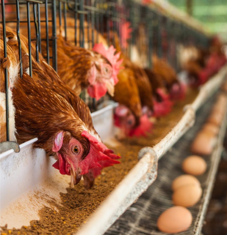 Food, Feed and Milling application