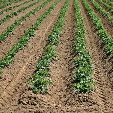 Pesticide and organic pollutant analysis